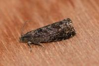 Grapholita funebrana