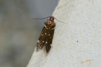 Argolamprotes micella