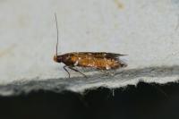 Argolamprotes micella