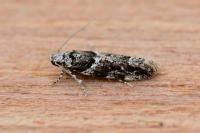 Recurvaria nanella