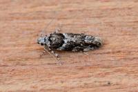 Recurvaria nanella