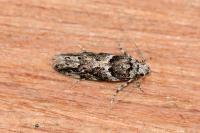 Recurvaria nanella