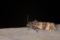 Olethreutes scoriana