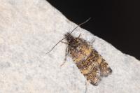 Olethreutes scoriana