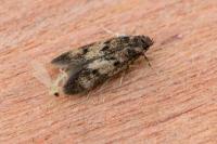 Borkhausenia fuscescens