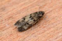 Borkhausenia fuscescens