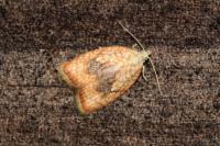 Acleris forsskaleana
