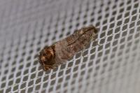 Cydia pomonella