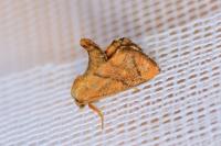 Apoda limacodes