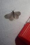 Apterona helicoidella
