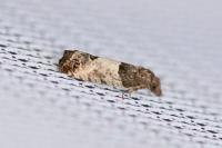 Spilonota ocellana