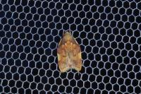 Carcina quercana