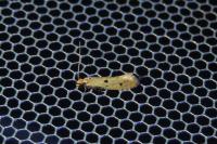 Tinea trinotella
