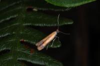 Coptotriche marginea