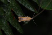 Coptotriche marginea