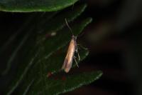 Coptotriche marginea