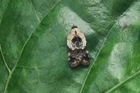 Acleris variegana