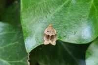 Clepsis dumicolana