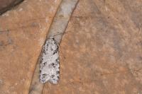 Eana penziana