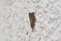 Dichrorampha
