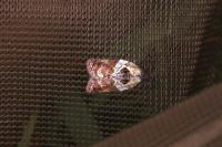 Acleris variegana