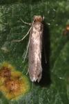 Tinea pellionella