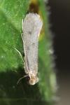 Tinea pellionella