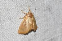 Apoda limacodes
