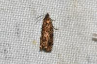 Enarmonia formosana