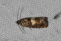 Epiblema gr. sticticana