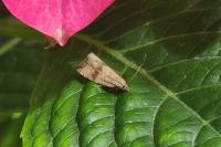 Celypha striana