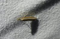 Pleurota aristella