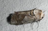 Cossus cossus