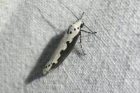 Ethmia bipunctella