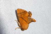 Apoda limacodes