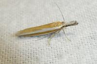 Pleurota aristella
