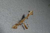 Cnaemidophorus rhododactylus