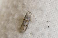 Symmocoides oxybiella