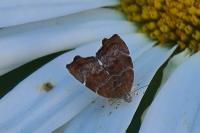 Choreutis nemorana