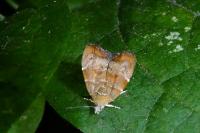 Choreutis nemorana
