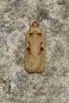 Agonopterix ocellana