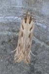 Stomopteryx detersella