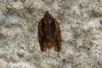 Acleris umbrana