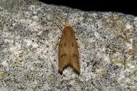 Agnoea