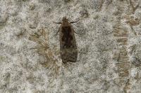 Anacampsis