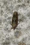 Zeiraphera isertana