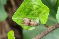 Celypha striana