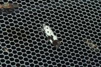 Ethmia quadrillella