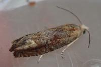 Eucosma parvulana
