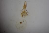 Eucosma parvulana